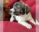 Small #1 Jack Russell Terrier Mix