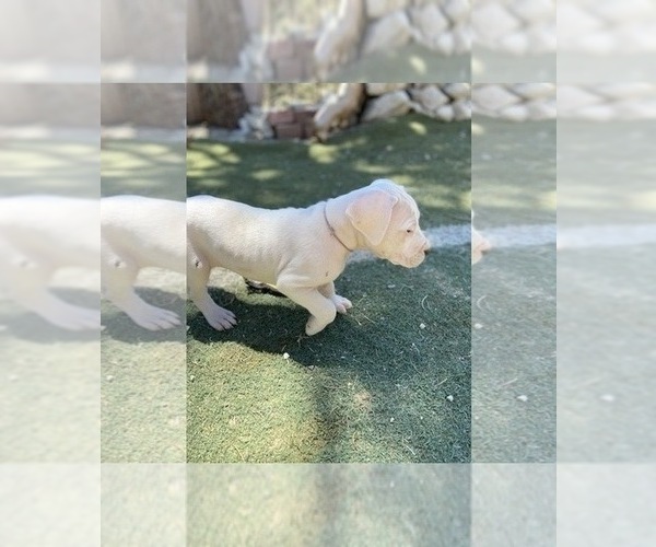 Medium Photo #1 Dogo Argentino Puppy For Sale in FRAZIER PARK, CA, USA