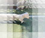 Small Photo #1 Dogo Argentino Puppy For Sale in FRAZIER PARK, CA, USA