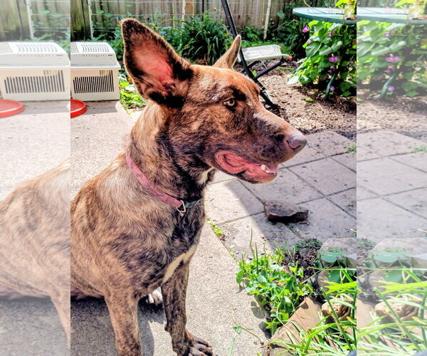 Medium Photo #6 Doberman Pinscher-Unknown Mix Puppy For Sale in Cottage Grove, MN, USA