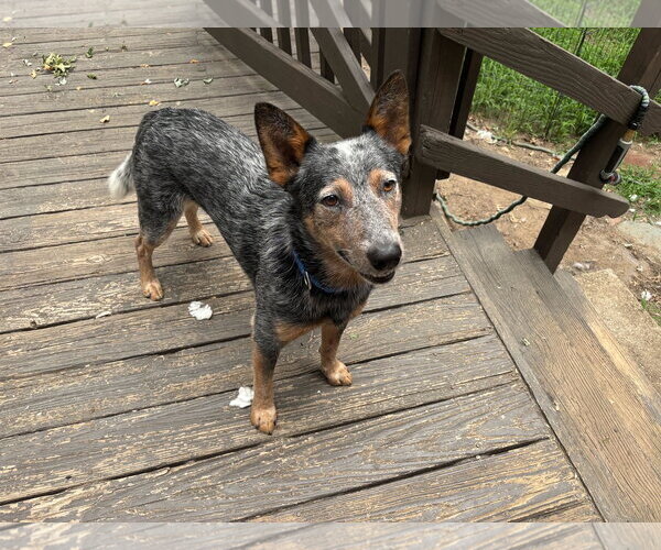 Medium Photo #5 Mutt Puppy For Sale in Garden City, NY, USA