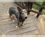 Small #4 Mutt