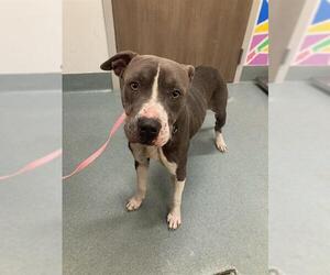 Mutt Dogs for adoption in Baytown, TX, USA