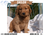 Small #9 Golden Retriever