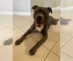 Small #1 American Staffordshire Terrier