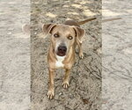 Small Photo #4 Labrador Retriever-Staffordshire Bull Terrier Mix Puppy For Sale in Corning, AR, USA