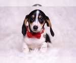 Small Photo #71 Dachshund Puppy For Sale in WARSAW, IN, USA