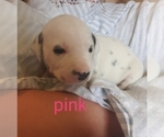 Small Photo #19 Dalmatian Puppy For Sale in ROGERS, MN, USA