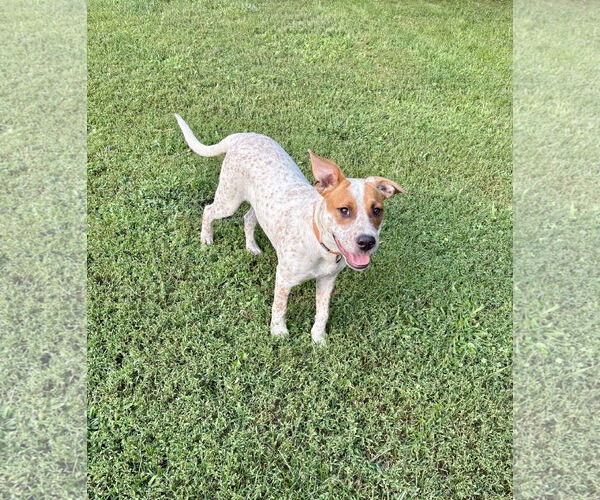 Medium Photo #5 Red Heeler-Unknown Mix Puppy For Sale in Omaha, NE, USA