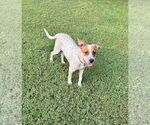 Small #4 Red Heeler Mix