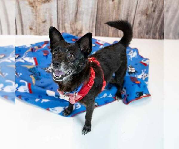 Medium Photo #4 Chihuahua-Unknown Mix Puppy For Sale in Kennesaw, GA, USA