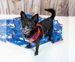 Small #3 Chihuahua Mix
