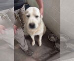 Small #3 Great Pyrenees Mix