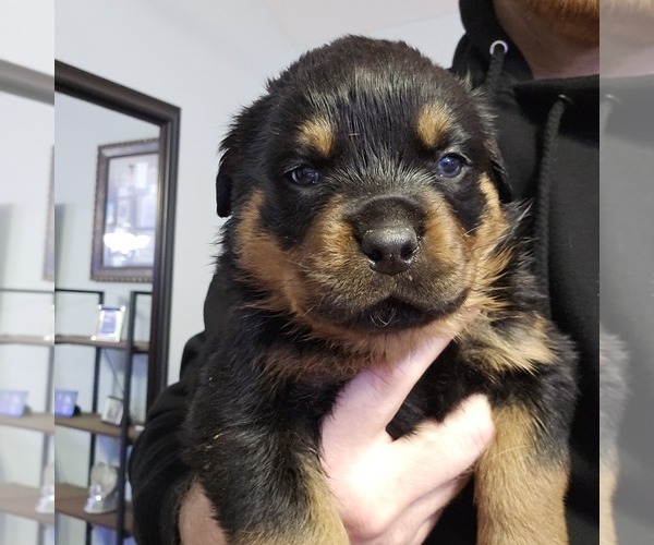 Medium Photo #1 Rottweiler Puppy For Sale in WELLFORD, SC, USA
