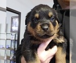 Small Rottweiler