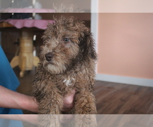Poodle (Toy) Puppy for sale in EVART, MI, USA