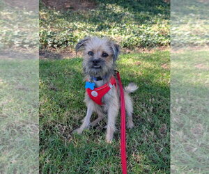 Mutt Dogs for adoption in Corona, CA, USA