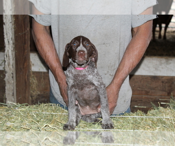 Medium Photo #1 German Shorthaired Pointer Puppy For Sale in SANGER, CA, USA