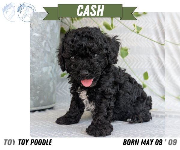 Medium Photo #9 Poodle (Toy) Puppy For Sale in GOSHEN, IN, USA