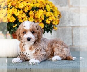 Poodle (Miniature) Puppy for sale in DORNSIFE, PA, USA
