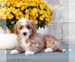 Image preview for Ad Listing. Nickname: Leo