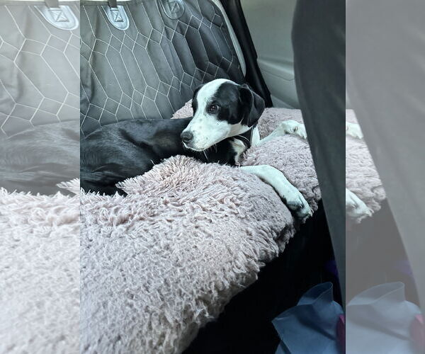 Medium Photo #2 Mutt Puppy For Sale in Woodland, CA, USA