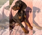 Small #1 Doberman Pinscher