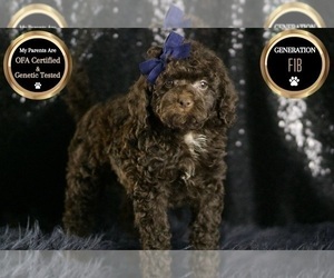 Medium Goldendoodle (Miniature)