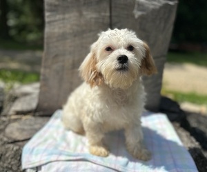 ShihPoo Puppy for sale in HARDY, AR, USA