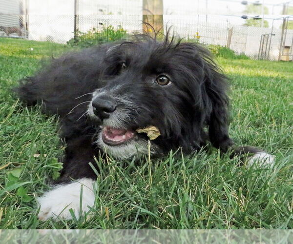 Medium Photo #8 Australian Retriever Puppy For Sale in Grovertown, IN, USA