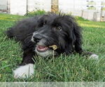Small #7 Australian Retriever