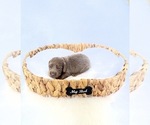 Small #4 Dachshund