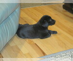 Small Photo #9 Labrador Retriever Puppy For Sale in ATHOL, MA, USA