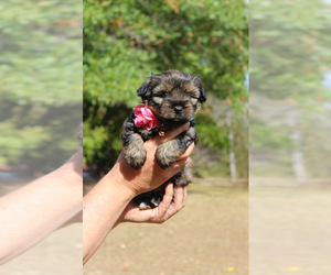 Shorkie Tzu Puppy for sale in BALDWIN, KS, USA