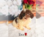 Small #8 Cockapoo