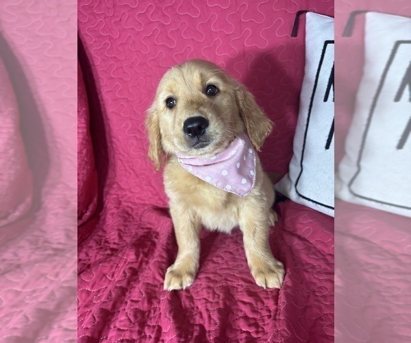 Medium Photo #2 Golden Retriever Puppy For Sale in GREENFIELD, IN, USA