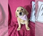 Small #1 Golden Retriever