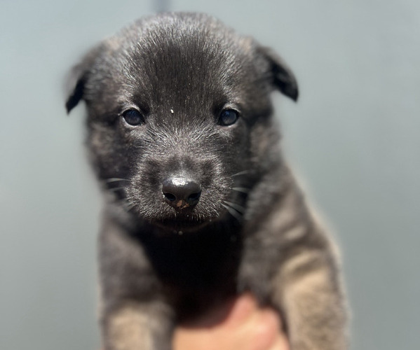 Medium Photo #1 Dutch Shepherd Dog Puppy For Sale in GLENVIEW, IL, USA