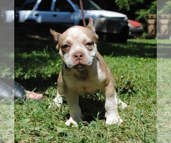 Medium Photo #1 American Bully Puppy For Sale in NASHVILLE, TN, USA