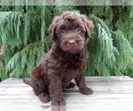 Small #4 Labradoodle