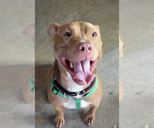 American Pit Bull Terrier Dogs for adoption in Matawan, NJ, USA