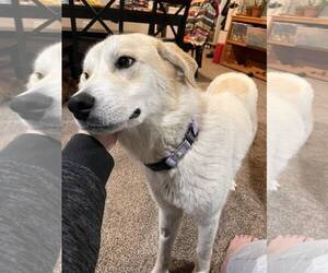 Labrador Retriever-Unknown Mix Dogs for adoption in Uwchlan, PA, USA