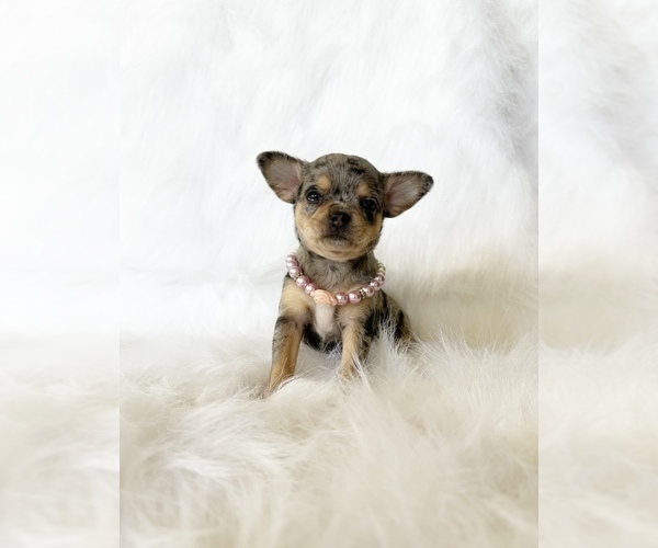Medium Photo #3 Chihuahua Puppy For Sale in SACRAMENTO, CA, USA