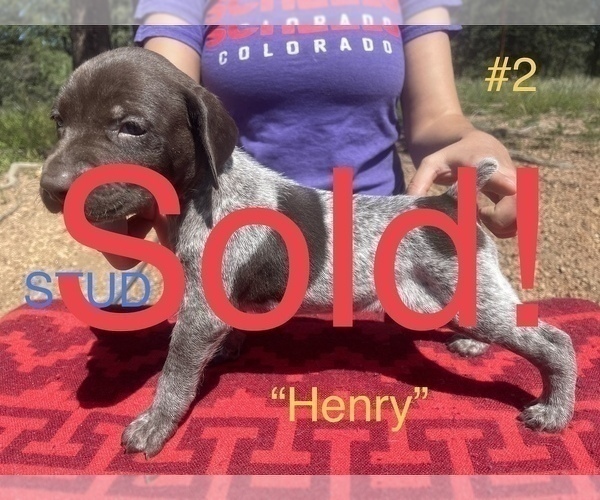 Medium Photo #7 German Shorthaired Pointer Puppy For Sale in FLORISSANT, CO, USA