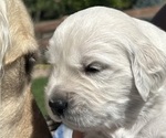 Puppy Lumpy English Cream Golden Retriever