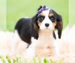 Puppy 5 Cavalier King Charles Spaniel