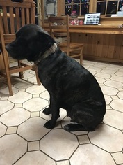 Mother of the Cane Corso puppies born on 10/10/2017