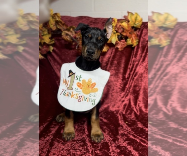 Medium Photo #1 Doberman Pinscher Puppy For Sale in CLOTHIER, WV, USA