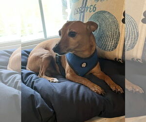 Italian Greyhuahua Dogs for adoption in Garner, NC, USA