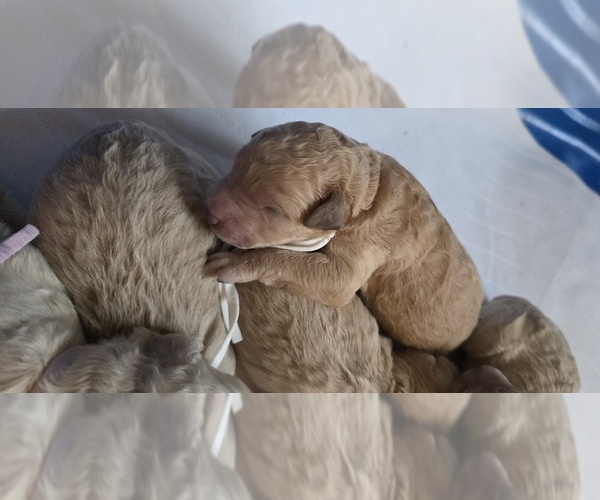 Medium Photo #1 Goldendoodle (Miniature) Puppy For Sale in BATTLE GROUND, WA, USA